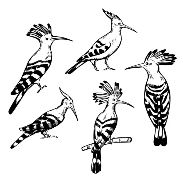 Oiseau Huppé Dessiné Main Sur Fond Blanc Illustration Croquis Vectoriels — Image vectorielle