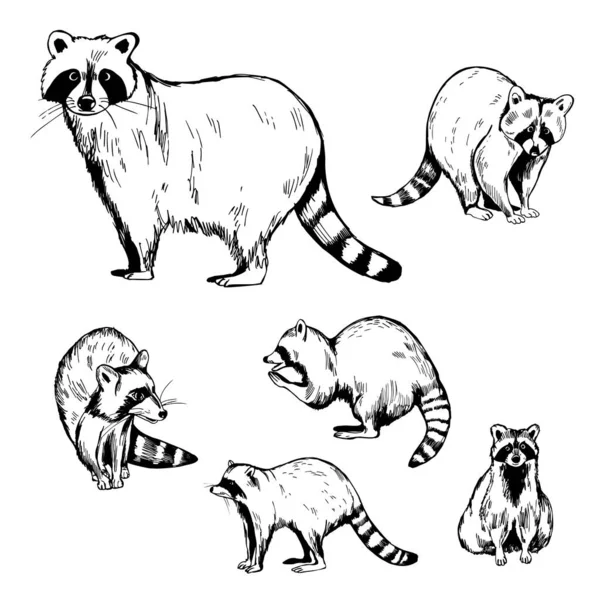 Mapaches Dibujados Mano Dibujo Vectorial Ilustración — Archivo Imágenes Vectoriales