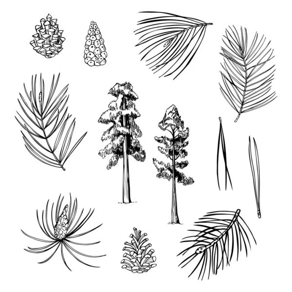 Conjunto Pino Dibujado Mano Árbol Ramas Conos Dibujo Vectorial Ilustración — Archivo Imágenes Vectoriales