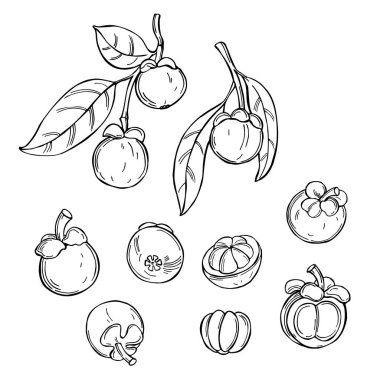 El yapımı mangosteen. Vektör çizimi çizimi.