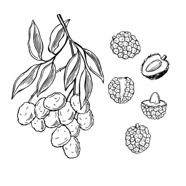 Beyaz arka planda el çizimi meyveler. Vektör çizimi çizimi.