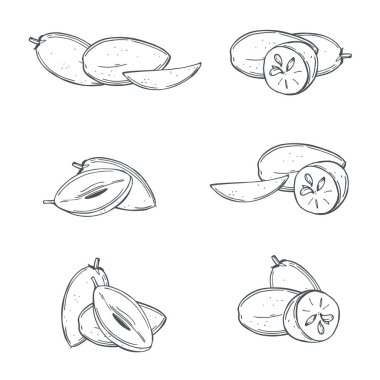 Beyaz arka planda elle çizilmiş sapodilla meyveleri. Vektör çizimi..