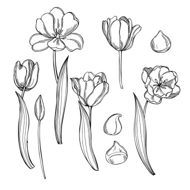 Hand drawn tulips. Flowers, leaves and bulbs on white background. Vector sketch  illustration.