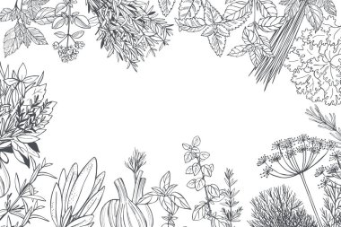  Hand drawn spicy herbs.  Vector background. Sketch  illustration.