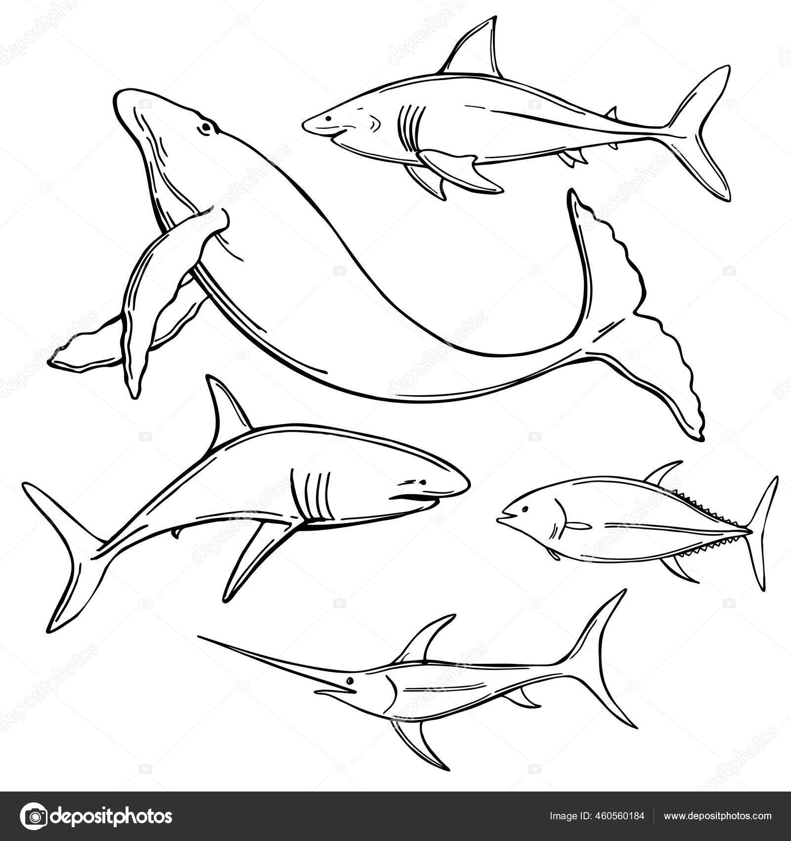 白地に手描きの魚や野生動物 ベクトルスケッチイラスト ストックベクター C Rraya