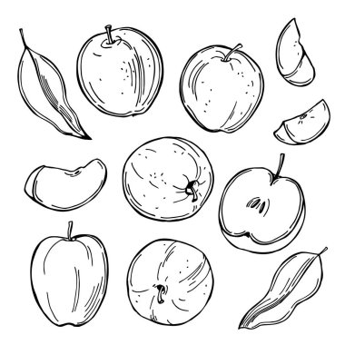 Elle çizilmiş elmalar. Beyaz arka planda meyveler. Vektör çizimi çizimi.