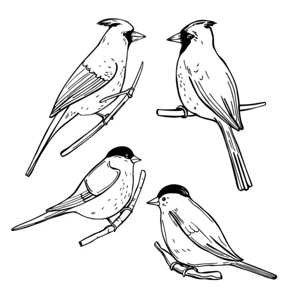 Pássaros Inverno Desenhados Mão Bullfinches Cardeais Desenho Vetorial Ilustração —  Vetores de Stock