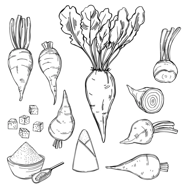 Hand Drawn Sugar Beet Vector Sketch Illustration — Stock Vector