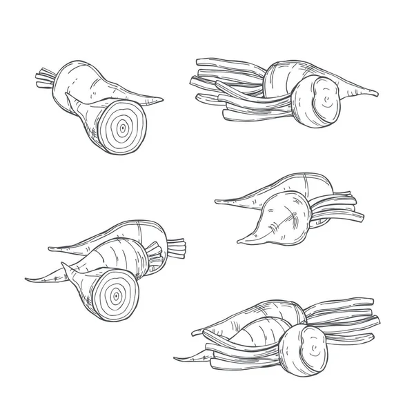 Remolacha Azucarera Dibujada Mano Sobre Fondo Blanco Dibujo Vectorial Ilustración — Archivo Imágenes Vectoriales