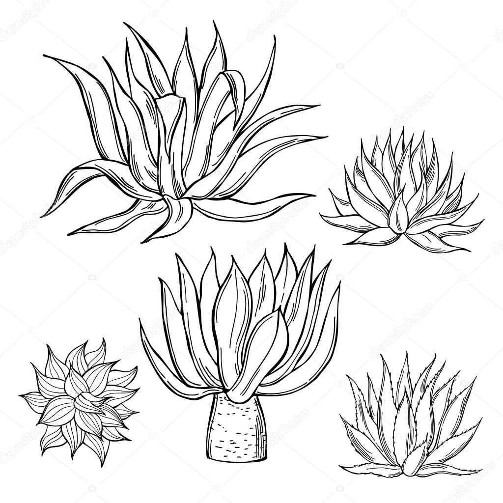 Hand drawn agave on white background. Vector sketch  illustration.