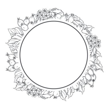 El yapımı şifalı bitkiler. Hawthorn. Vektör çerçevesi. Çizim çizimi.
