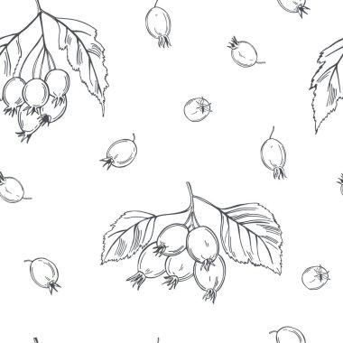 El yapımı şifalı bitkiler. Hawthorn. Vektörsüz desen.