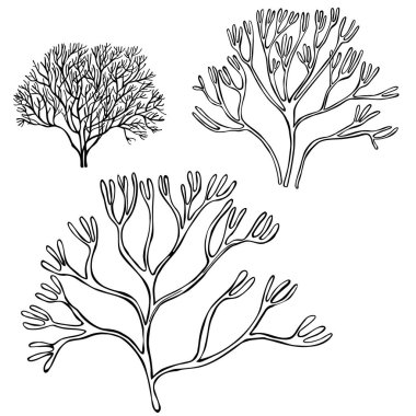 Hand drawn edible  algae. Ahnfeltia plicata ( ahnfeltia plicata seaweed), sea kale. Red algae. Agar agar.  Vector sketch  illustration. clipart