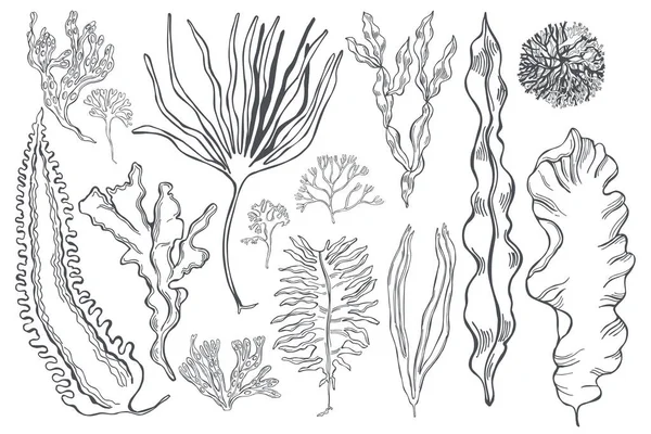 Conjunto Algas Comestíveis Desenhadas Mão Desenho Vetorial Ilustração — Vetor de Stock