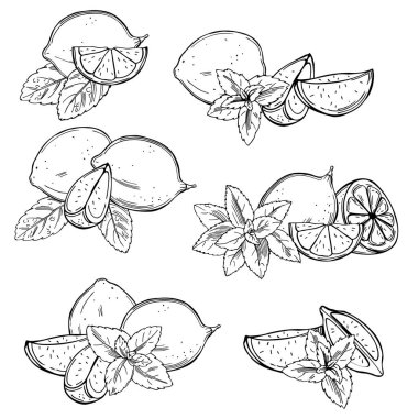 Beyaz arka planda elle çizilmiş kireç meyveleri ve nane şekeri. Vektör çizimi çizimi.