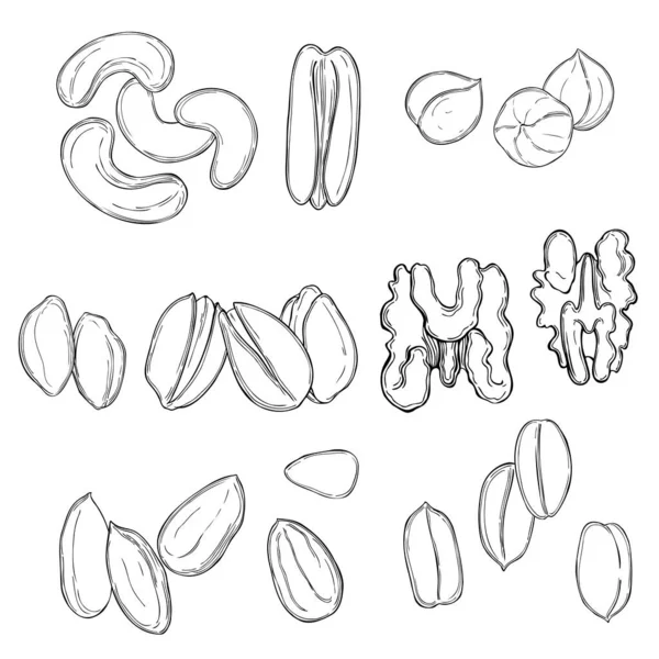 손으로 견과류 스케치 일러스트 — 스톡 벡터