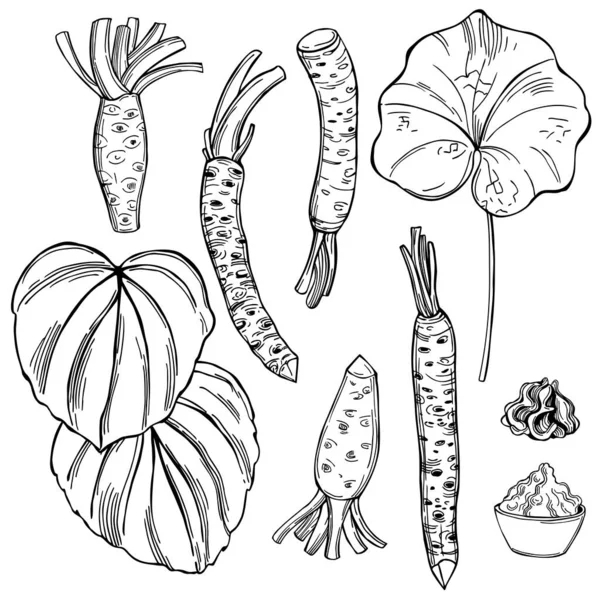 手描きの馬鈴薯わさび 根や葉 ベクトルスケッチイラスト — ストックベクタ
