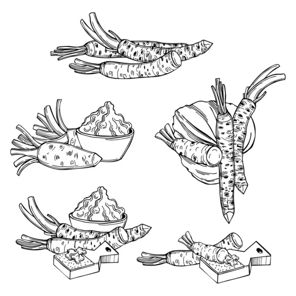 Handgezogener Meerrettich Wasabi Wurzel Und Blätter Vektorskizze Als Illustration — Stockvektor
