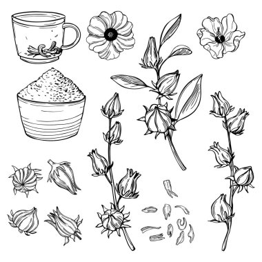  El yapımı amfibik çay seti. Roselle bitkisi (Jamaika sorrel, Rozelle veya hibiscus sabdariffa). Vektör çizimi çizimi.