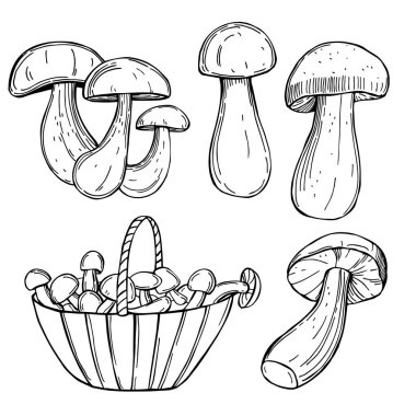 Elle çizilmiş porcini mantarları. Vektör çizimi çizimi.