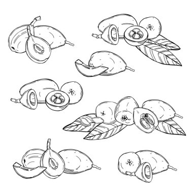 El çizimi Loquat meyvesi. Nispero. Eriobotrya Japonica beyaz arka planda. Vektör çizimi.