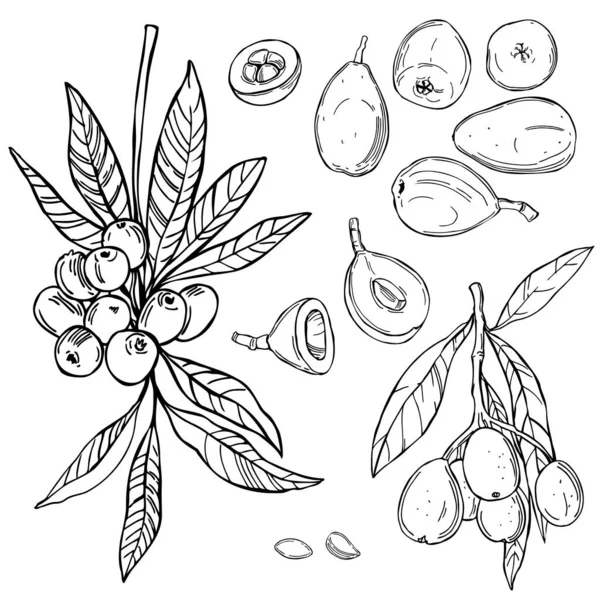 Met Hand Getekend Loquat Fruit Nispero Eriobotrya Japonica Witte Achtergrond — Stockvector