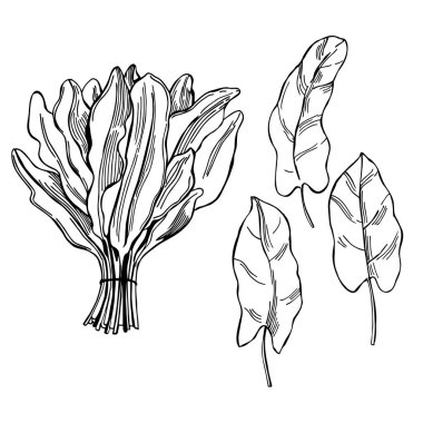  Elle çizilmiş at. Rumex asetosa.Vektör çizimi.