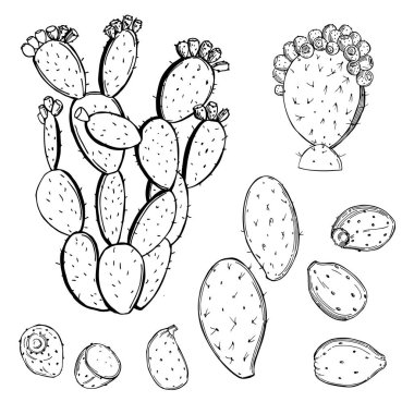 Hand drawn  prickly pear fruit on white background. Edible cactus.Vector sketch  illustration.