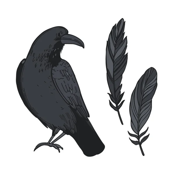 Hand Drawn Raven Feathers Vector Sketch Illustration — Archivo Imágenes Vectoriales