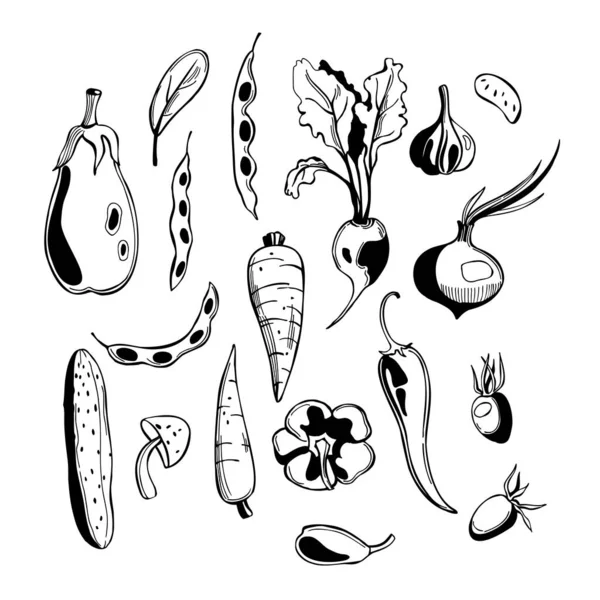 Hand Drawn Vegetables Vector Sketch Illustration — Vetor de Stock