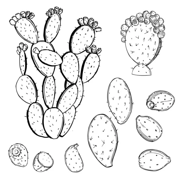 Hand Drawn Prickly Pear Fruit White Background Edible Cactus Vector — Stock Vector