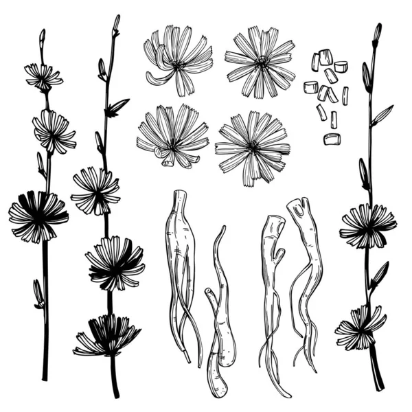 Hand Drawn Common Chicory Cichorium Intybus Flowers Set Roots Flowers — Stockvector