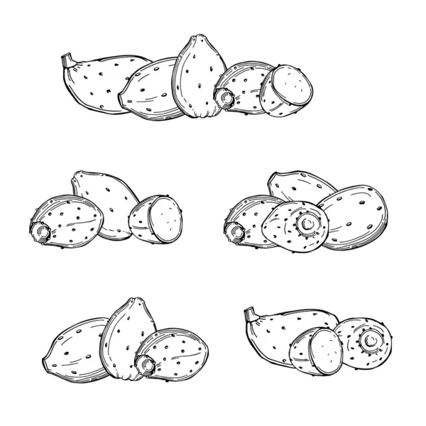 Hand Drawn Prickly Pear Fruit White Background Edible Cactus Vector —  Vetores de Stock