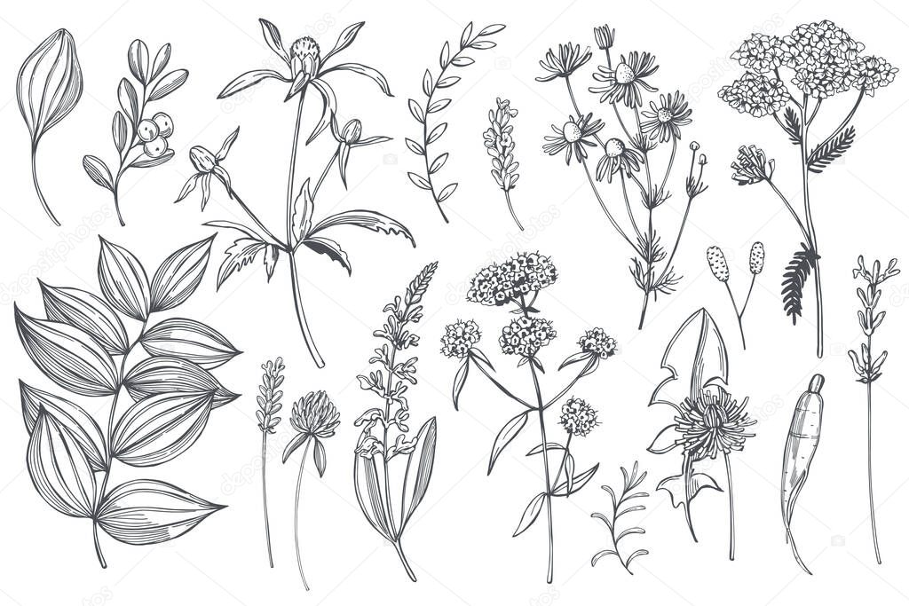 Hand drawn medicinal herbs set.  Vector sketch  illustration.