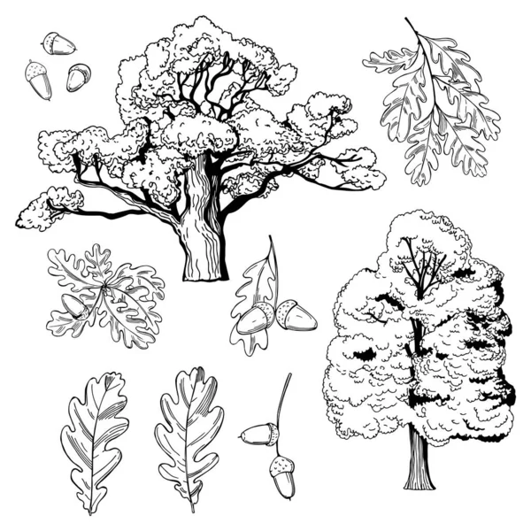 Hand Drawn Oak Set Trees Leaves Acorns Vector Sketch Illustration — Stock Vector