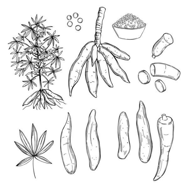 Cassava Dibujado Mano Manihot Esculenta Dibujo Vectorial Ilustración — Archivo Imágenes Vectoriales