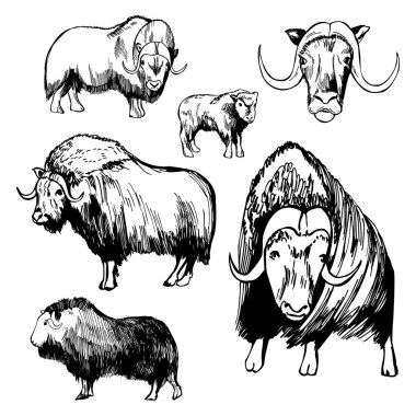 El yapımı Musk öküzü (Ovibos moschatus). Vektör çizimi çizimi.  