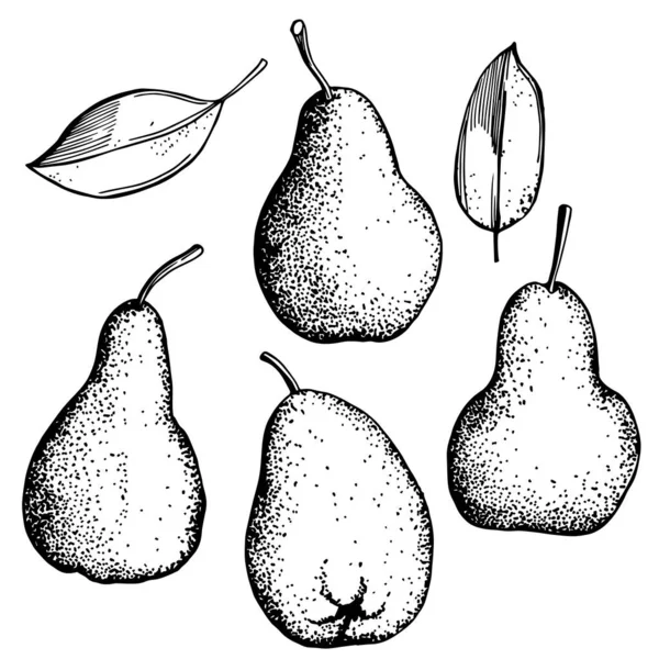 Hand Drawn Pears White Background Vector Sketch Illustration — Stock Vector