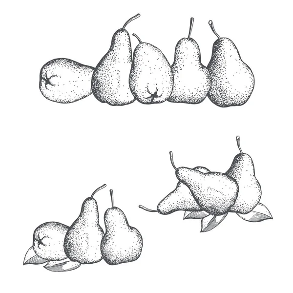 Poires Dessinées Main Sur Fond Blanc Illustration Croquis Vectoriels — Image vectorielle