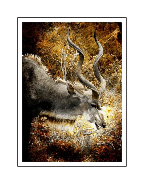 Osamělý kudu — Stock fotografie