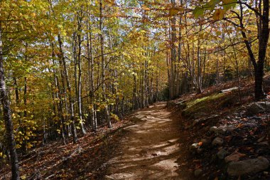 Acadia Ulusal Parkı 'nda Sarı Sonbahar Yeşillikleri Yolu