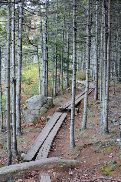 Sentier Avec Promenade Planches Dans Parc National Acadia — Photo