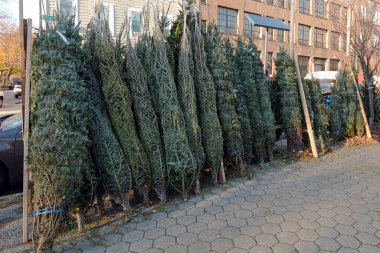 Williamsburg, Brooklyn 'deki McCarren Park Ağaç Alanı' nda Noel Ağaçları Satılıyor