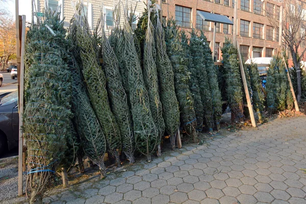 Christmas Trees Sale Сайті Mccarren Park Tree Lot Вільямсбурзі Бруклін Стокове Зображення