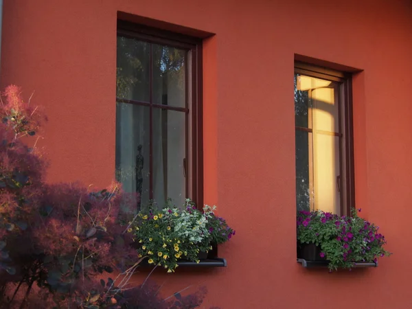  Yaz bahçede çiçek açan çiçekler