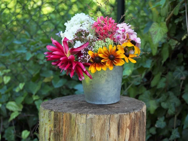 Flowers blooming in the summer garden — Stock Photo, Image