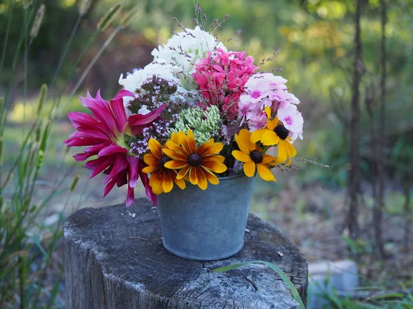 Flowers blooming in the summer garden — Stock Photo, Image