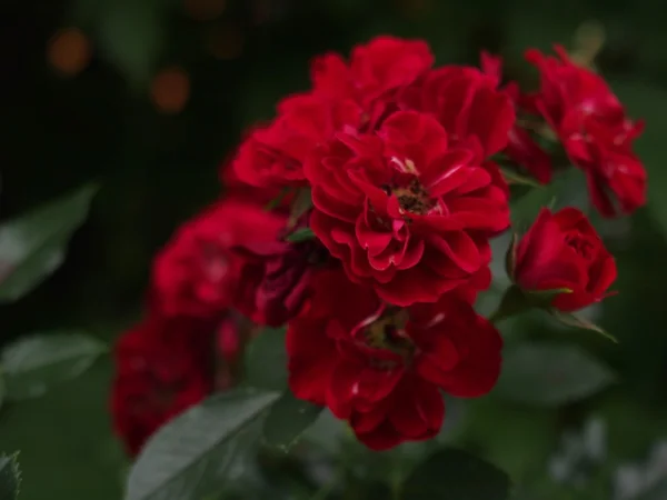 Róże rabatowe w ogrodzie — Zdjęcie stockowe