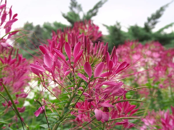 Botanical garden Krakow Poland — Stock Photo, Image