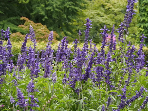 Orto botanico Cracovia Polonia — Foto Stock